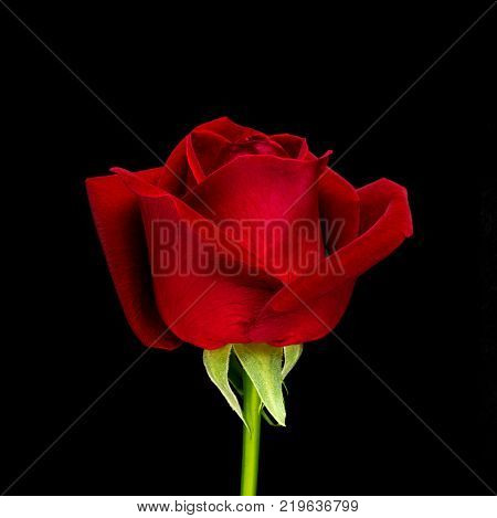 Side view and close-up image of beautiful blooming red rose flower isolate on black background