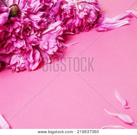 a lot of pink peony petails on paper colorful background close up