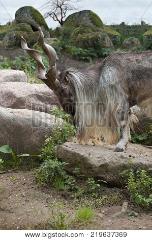 male Turkmenian markhor (Capra falconeri heptneri) stand on rocks