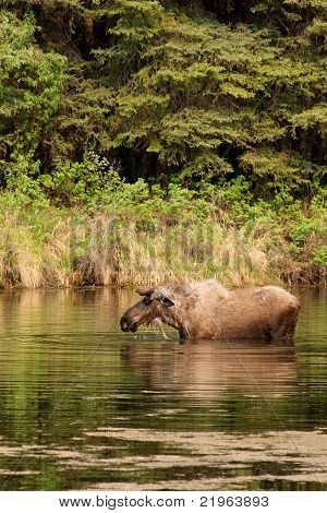Bull Moose nel fiume