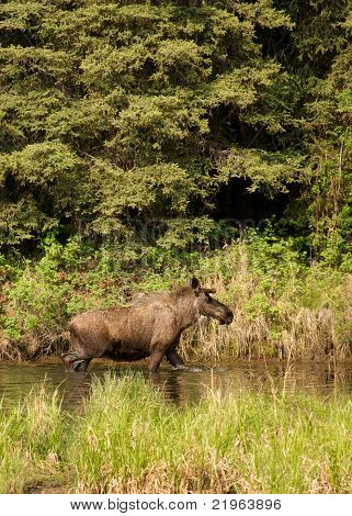 Bull Moose nel fiume
