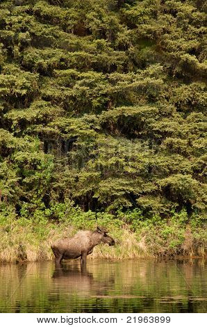 Bull Moose nel fiume