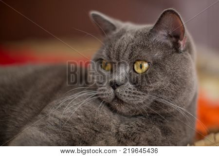 Beautiful Gray British Shorthair Cat Boy Lies On The Bed