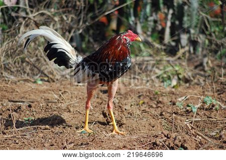 Fighting cock under the sun. Colorful gamecock with beautiful feathers
