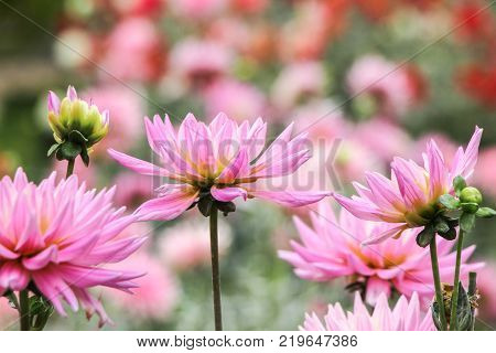 close up of blooming pink dahlia flowers in garden