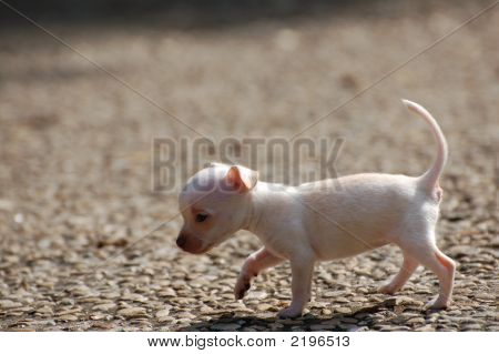 Chihuahua Puppy