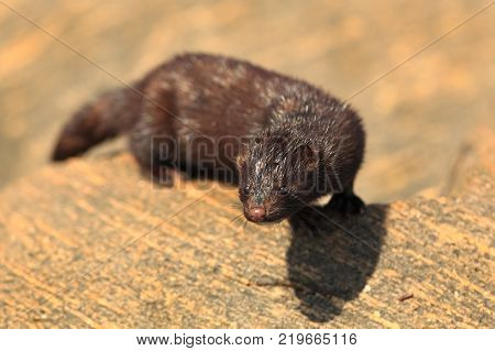 Neovison vison. Wild nature of Norway. Animal on stones. Beautiful Norse nature. Runde Island. Hunting animal. Norway.