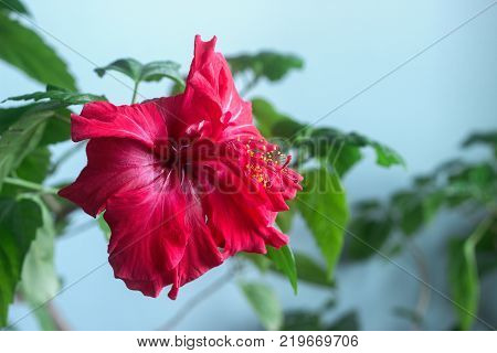 Red hibiscus flower on a blue background. Selective focus.
