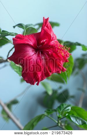 Red hibiscus flower on a blue background. Selective focus.