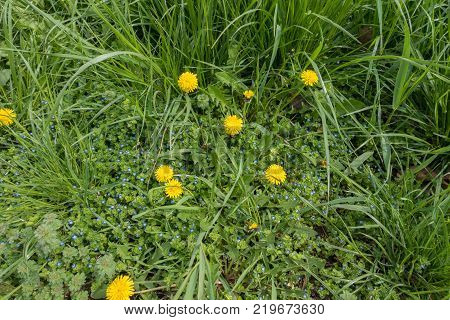 Dandelions and speedwell in green unmown grass
