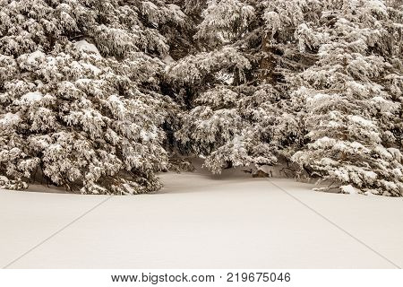 Many snow covered fir trees defying the snow storm in the Swiss Alps. Beautiful covered trees in a fantastic winter landscape