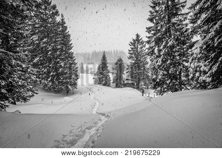 A snowshoe is footwear for walking over snow. Snowshoes work by distributing the weight of the person over a larger area so that the person's foot does not sink completely into the snow