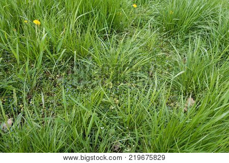 Grey field speedwell and dandelions in tall grass