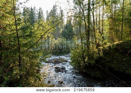 Mountain River In Summer. Bialka River, Poland