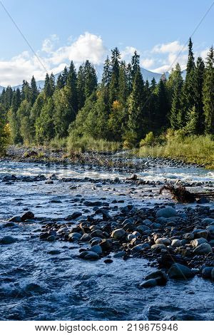 Mountain River In Summer. Bialka River, Poland