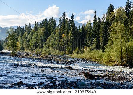 Mountain River In Summer. Bialka River, Poland