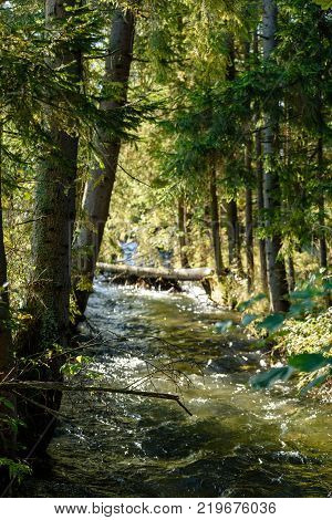 Mountain River In Summer. Bialka River, Poland
