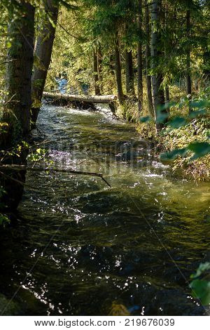 Mountain River In Summer. Bialka River, Poland