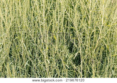 Plant Of Sorghum For Making Broom