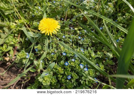 Single dandelion above flowering grey field speedwell