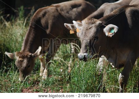 Group of cattle feeding at mountains fields