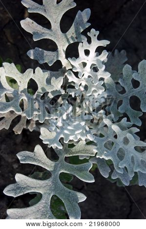 Piccolo cespuglio con bella bianco steli e foglie