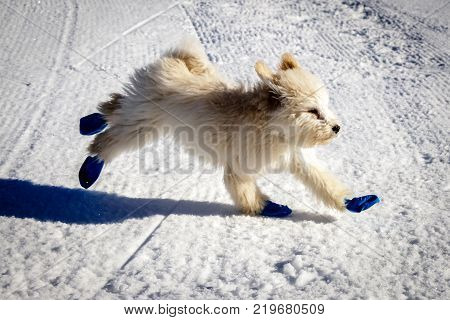 An extremely cute baby golden doodle running around on snow. Wearing blue balloons to protect the feet against the cold snow.