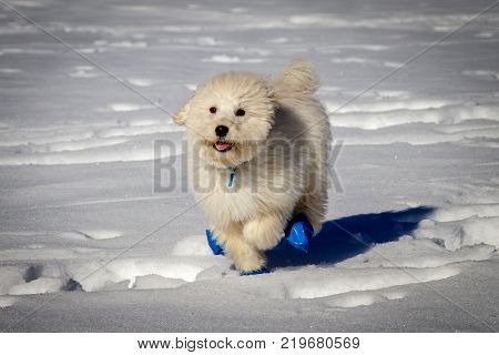 An extremely cute baby golden doodle running around on snow. Wearing blue balloons to protect the feet against the cold snow.