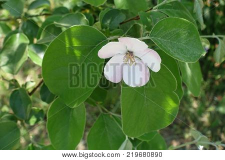 Single five petaled pinkish white quince flower