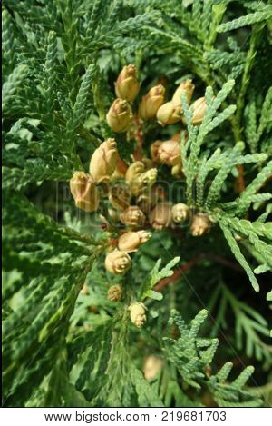 Almost ripe seed cones of Thuja occidentalis