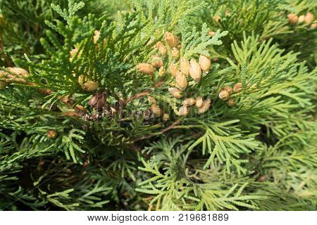 Branch of Thuja occidentalis with seed cones
