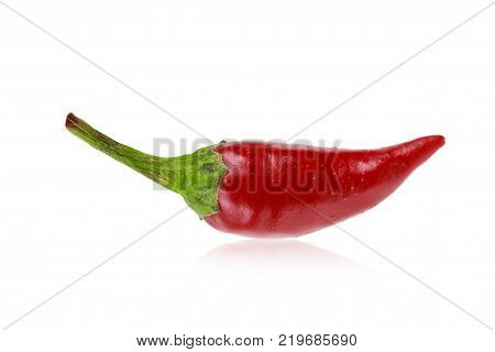 one ripe red hot spicy chili pepper isolated on white background