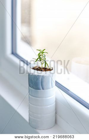 Upcycled plastic milk container into plant pot for a rosemary plant