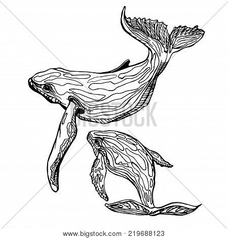 Hand-Drawn Doodle of mother and son whale. Vector Illustration. Stock vector.
