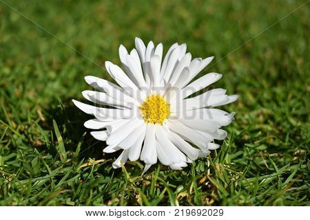 A white daisy laying on a bed of grass
