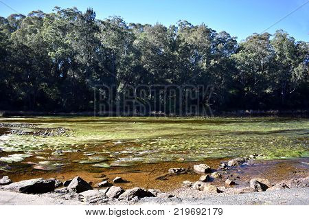 An Australian creek with algae in it