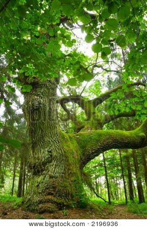 Quercia possente.