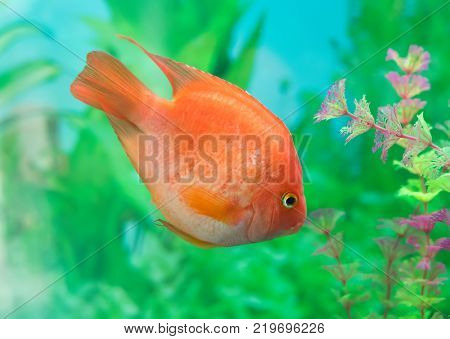 red parrot cichlid in aquarium plant green background.