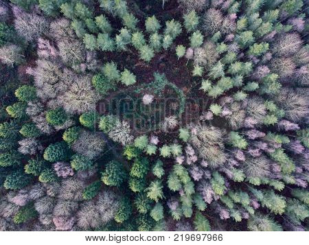 Deciduous pine forest from above aerial photo