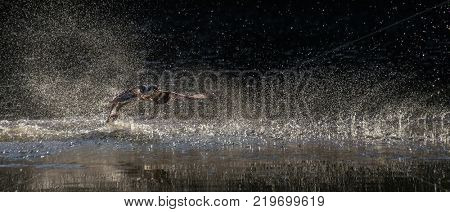 an osprey searching for food flying in the sky