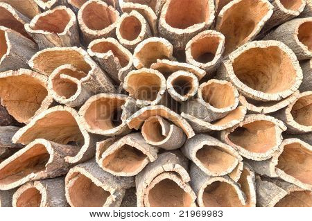 Bir corktree mantar