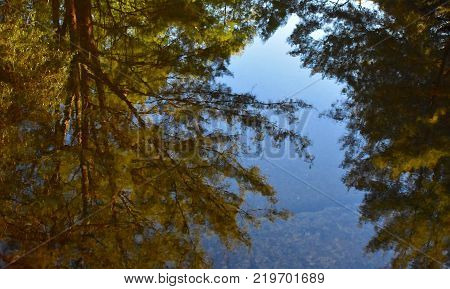 A reflection of trees in the water