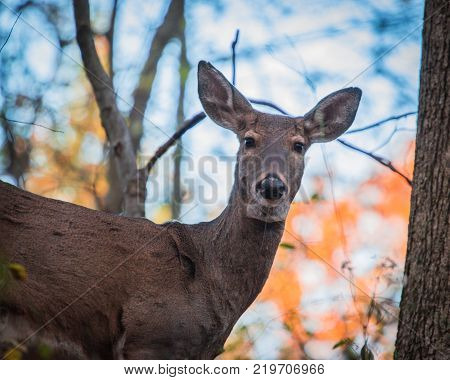 Whitetail doe deer in fall forest up close