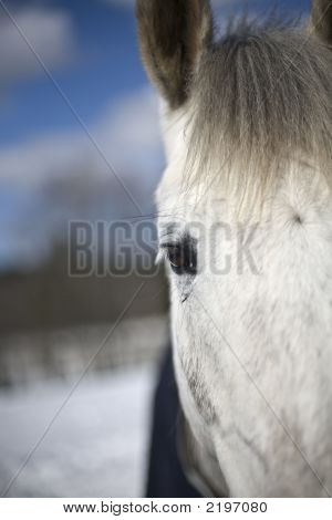 Caballo blanco