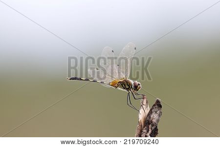 dragonfly perched on gallantly in his territory