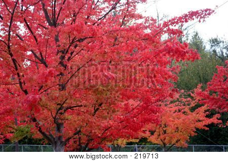Autumn Color
