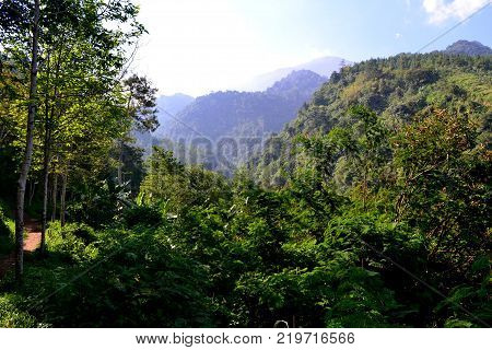 scenery of a jungle in a hill on the mountain