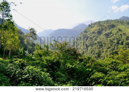 scenery of a jungle in a hill on the mountain
