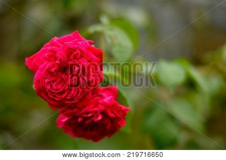close up image of roses in the garden