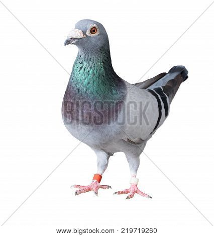 full body of speed racing pigeon bird isolated white background